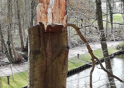 CHAMPIONNAT DE BELGIQUE DES ARBORISTES GRIMPEURS 2019 - Ottignies