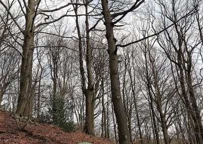 CHAMPIONNAT DE BELGIQUE DES ARBORISTES GRIMPEURS 2019 - Ottignies - 1