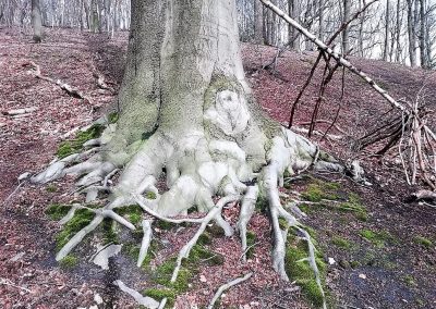 CHAMPIONNAT DE BELGIQUE DES ARBORISTES GRIMPEURS 2019 - Ottignies - 2