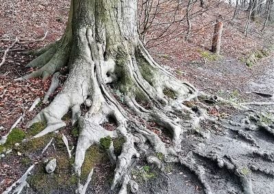 CHAMPIONNAT DE BELGIQUE DES ARBORISTES GRIMPEURS 2019 - Ottignies - 4