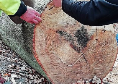 CHAMPIONNAT DE BELGIQUE DES ARBORISTES GRIMPEURS 2019 - Ottignies - 7