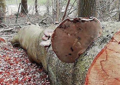 CHAMPIONNAT DE BELGIQUE DES ARBORISTES GRIMPEURS 2019 - Ottignies - 8